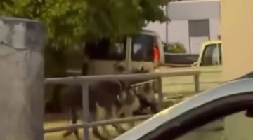 Σοκαριστικό βίντεο
