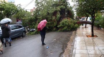 Πτώση δέντρου μετά από κακοκαιρία δραμα