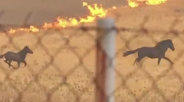 Άλογα τρέχουν να σωθούν από τη φωτιά στη Δυτική Αττική