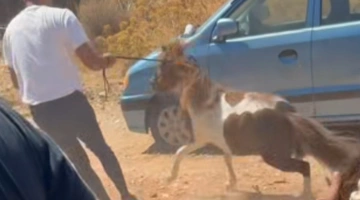 Διάσωση αλόγων