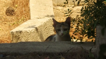 Γάτα στην περιοχή των καμμένων