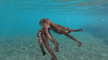 Χταπόδι στη θάλασσα