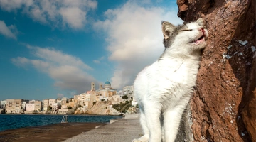 Γάτα στη Σύρο