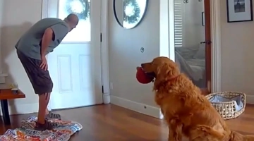 Το Golden Retriever περιμένει από τον διαρρήκτη να παίξουν